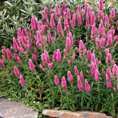 Вероника РОЗЕА колосковая в Видном