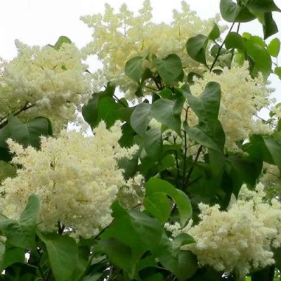 Сирень АМУРСКАЯ в Видном