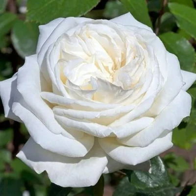 саженцы роз ломоносов