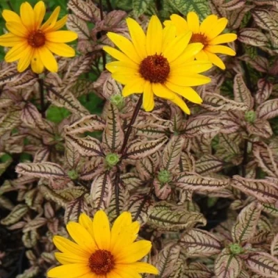 Гелиопсис САММЕР ПИНК в Видном