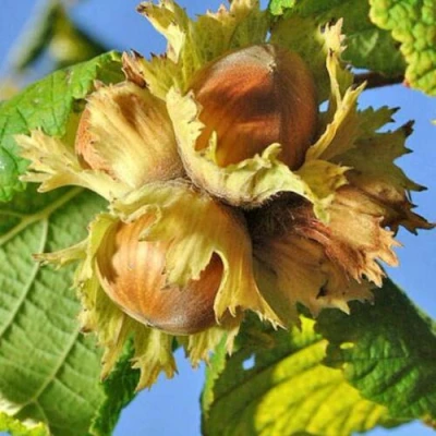 Фундук ТОНДА РОМАНА в Видном