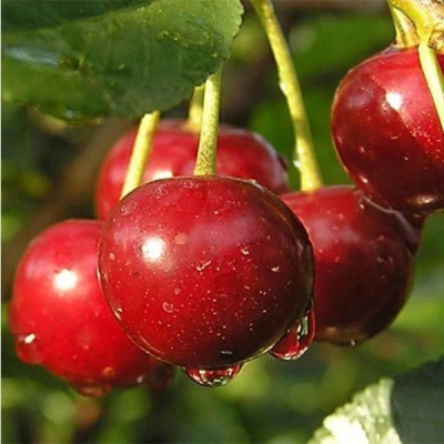 Дюк ПРЕВОСХОДНАЯ ВЕНЬЯМИНОВА в Видном