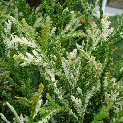 Туевик ВАРИЕГАТА долотовидный  в Видном