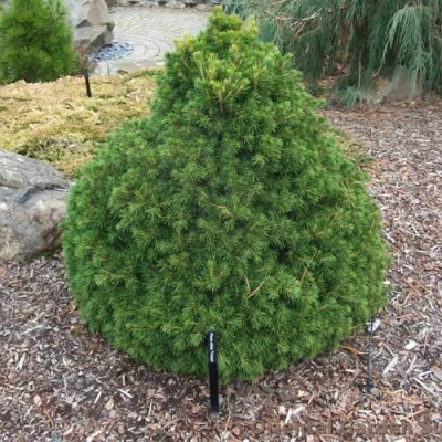 Ель ТОМПА обыкновенная в Видном