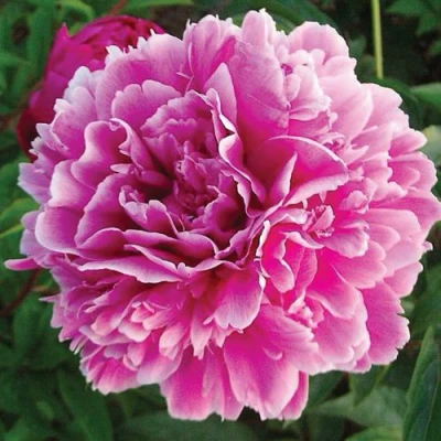 Пион ПУРПУРНАЯ ФЕЕРИЯ травянистый в Видном