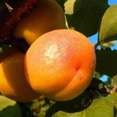 Абрикос СПАДЧЫНА в Видном
