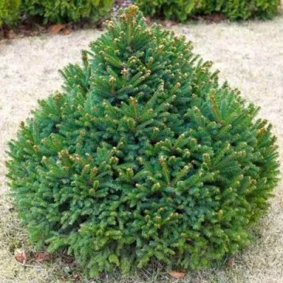 Ель БАРРИ обыкновенная в Видном