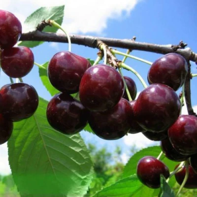 Дюк ЧУДО-ВИШНЯ в Видном