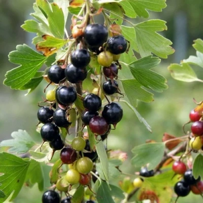 Смородина золотистая ПЛОТНОМЯСАЯ в Видном