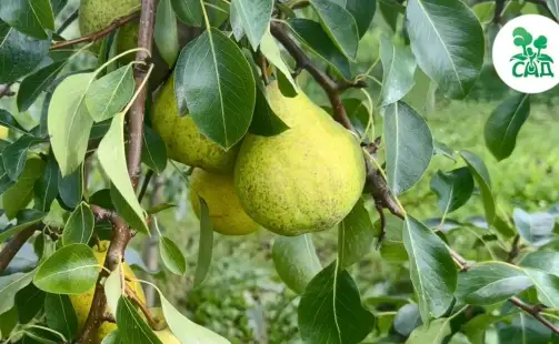 Превью видео