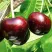 Черешня САММИТ в Видном