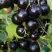 Смородина чёрная ВИНОГРАДНАЯ в Видном