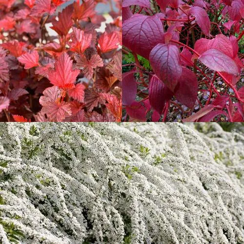 Комплект ЖИВАЯ ИЗГОРОДЬ в Видном