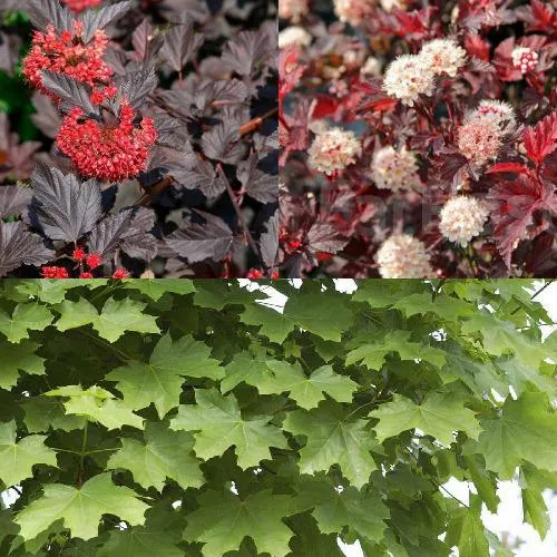 Комплект ОСЕННИЙ КОСТЕР в Видном