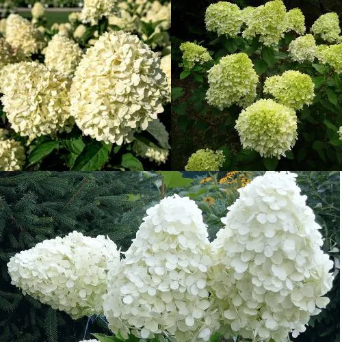 Комплект НЕЖНЫЙ КАПУЧИНО в Видном