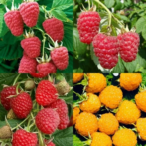 Комплект МАЛИНОВОЕ АССОРТИ в Видном