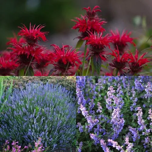 Комплект АРОМАТНЫЙ ЧАЙ в Видном