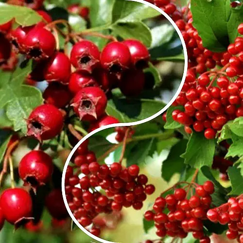 Комплект БУДЬ ЗДОРОВ в Видном