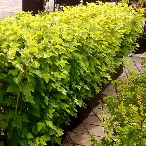 Комплект АНГЕЛ ГОЛД в Видном