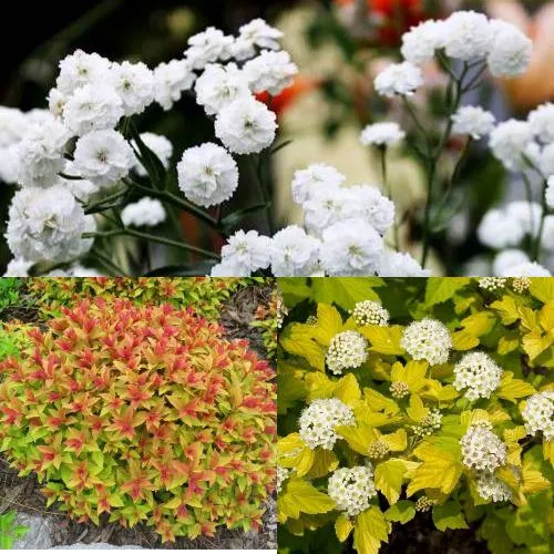 Комплект СОЛНЕЧНЫЙ МИКС в Видном