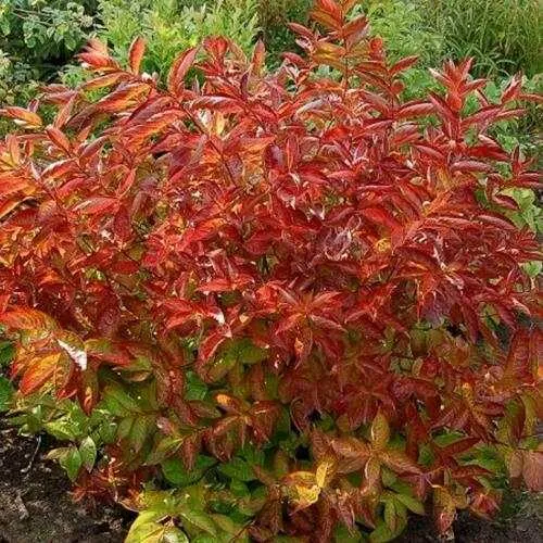 Вейгела ОГНЕННЫЕ КРЫЛЬЯ в Видном