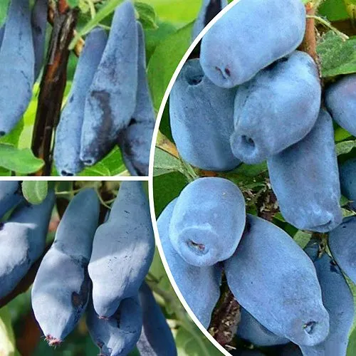 Комплект СИЯНИЕ ГЛАЗ в Видном