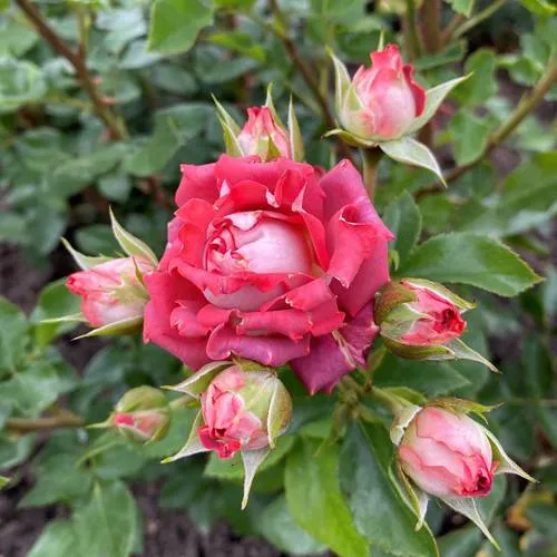 Саженцы роз ТИРАМИСУ спрей в Видном