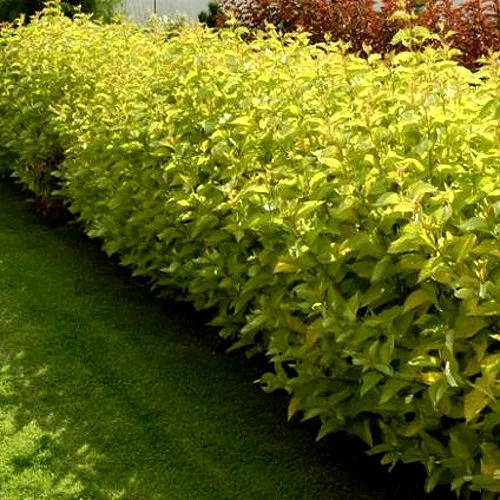 Комплект ДАРТС ГОЛД в Видном