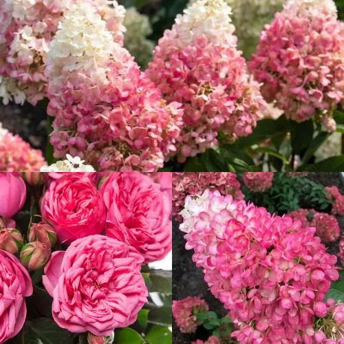 Комплект МАЛИНОВЫЙ ДЕСЕРТ в Видном