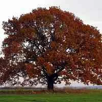 Дуб скальный в Видном