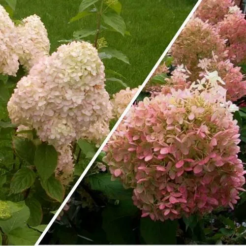 Комплект НЕЖНЫЕ ЧУВСТВА в Видном