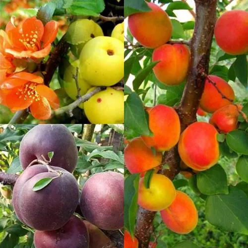 Комплект САД ДЛЯ ГУРМАНА в Видном