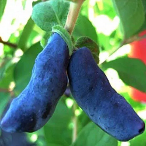 Жимолость съедобная БАКЧАРСКИЙ ВЕЛИКАН в Видном