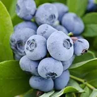 Ранние сорта Ранние сорта в Видном