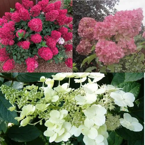 Комплект САД ЭМОЦИЙ в Видном