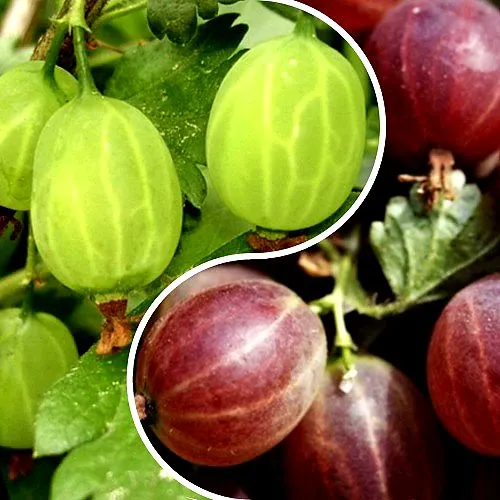 Комплект СКАЗКА в Видном