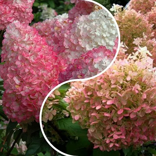 Комплект МАЛИНОВЫЙ ЗАКАТ в Видном