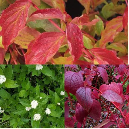 Комплект СЕВЕРНОЕ СИЯНИЕ в Видном