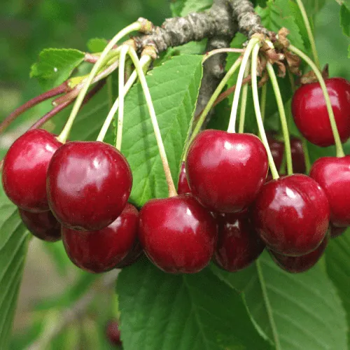 Черешня ГРОНКОВАЯ в Видном