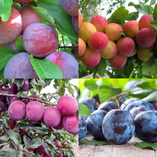 Комплект СЛИВОВЫЙ САД в Видном