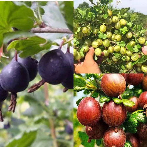 Комплект КРЫЖОВНИК MIX в Видном