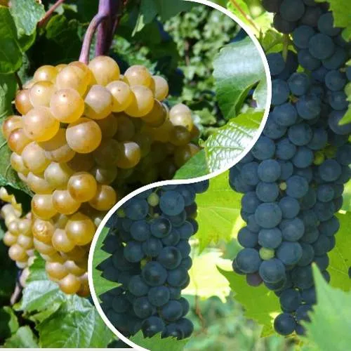 Комплект ИНЬ-ЯНЬ в Видном