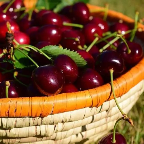 Вишня НЕСВИЖСКАЯ в Видном