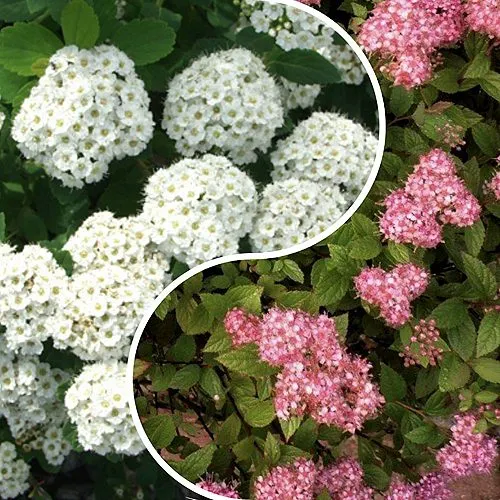 Комплект ТАЛАНТЛИВЫЙ САДОВОД в Видном