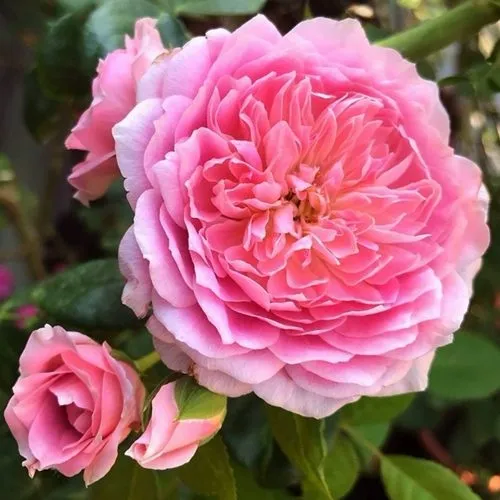 Саженцы роз ФРАНЦУЗСКОЕ ПЛАТЬЕ японская в Видном