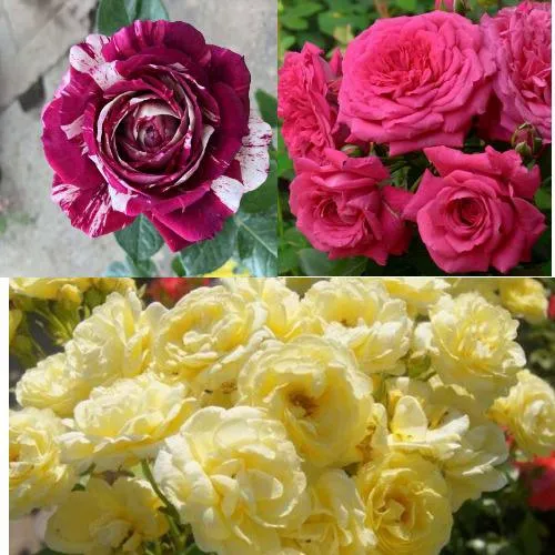 Комплект РОЗОВЫЙ АКЦЕНТ в Видном