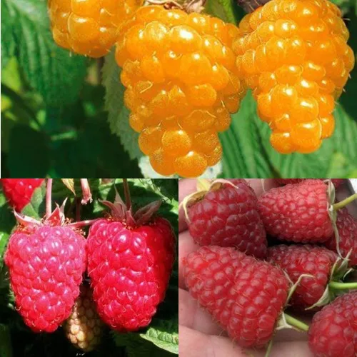 Комплект ЗОЛОТАЯ МАЛИНА в Видном