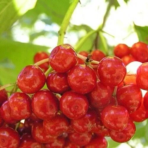 Калина КИЕВСКАЯ САДОВАЯ в Видном