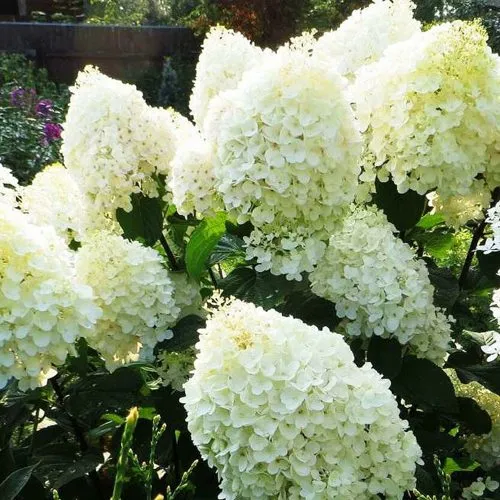 Гортензия СИЛЬВЕР ДОЛЛАР метельчатая в Видном