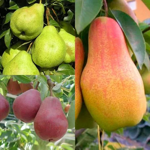 Комплект ГРУШЕВОЕ АССОРТИ в Видном